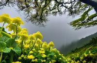 【画像素材】幻想的な風景が広がるなばなの花畑