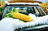 【画像素材】雪の積もった車の上に置かれたとうもろこし