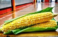 【画像素材】とうもろこし🌽🌽