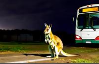 【画像素材】夜道を歩くワラビー