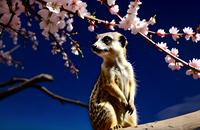 【画像素材】桜の木の下で佇むミーアキャット