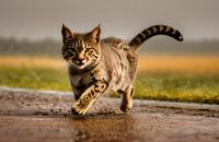 【画像素材】雨上がりの道を駆けるヤマネコ