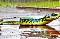 【画像素材】雨上がりのヘビ