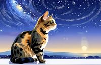 【画像素材】夜空を見上げるネコ