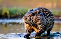 【画像素材】水辺で餌を探すヌートリア