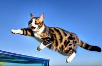 【画像素材】ネコが空を飛ぶ