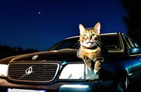 【画像素材】夜道でたたずむネコ