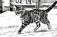 【画像素材】雪の中を歩くネコ