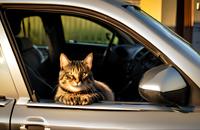 【画像素材】車に乗ったネコ
