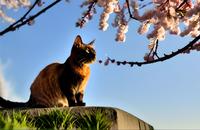 【画像素材】ネコと桜