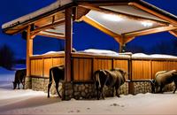 【画像素材】雪の夜に藁小屋で餌を食べるヌー