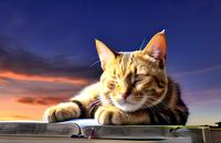 【画像素材】夕暮れ時に本の上で眠るネコ