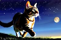 【画像素材】夜空を見上げるネコ