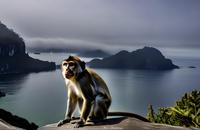 【画像素材】サルと海の風景