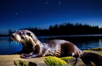 【画像素材】星空を見上げるカワウソ