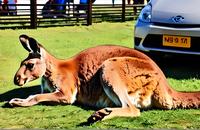 【画像素材】車の前で休むカンガルー