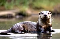 【画像素材】カワウソが水辺でこちらを伺う